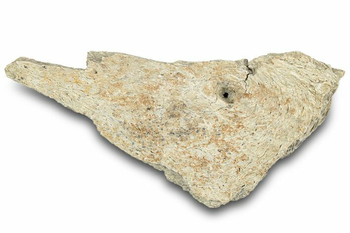 Dinosaur (Triceratops) Frill Shield Section - Montana #321995